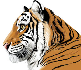 Tiger profile