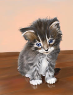 Maine Coon kitten