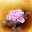 Peony