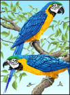 Macaws
