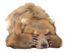 Bear asleep