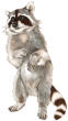 Racoon drawing