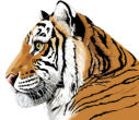 Tiger profile