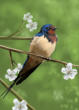 Swallow